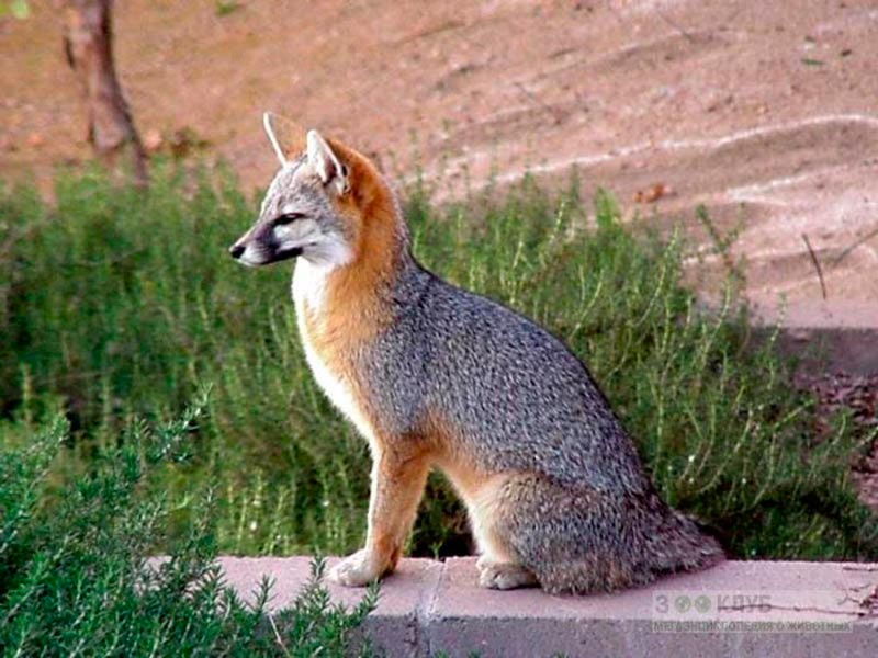 First fox. Urocyon cinereoargenteus. Серая лиса. Островная лиса. Редкие лисы.